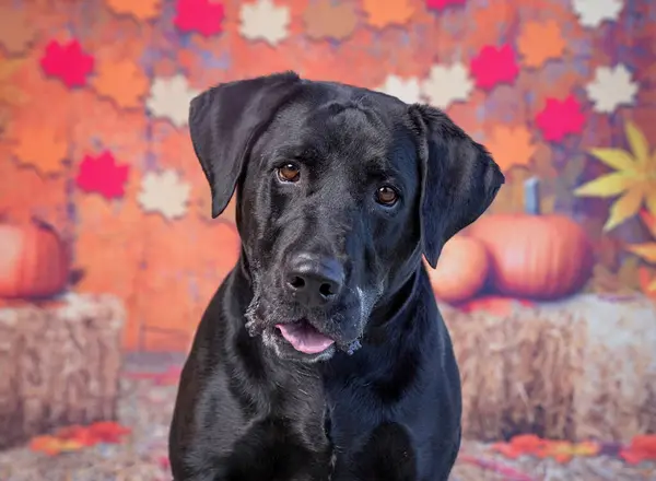 Cute Dog Isolated Fall Background — Stock Photo, Image