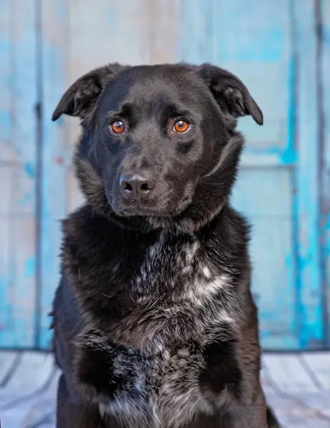 İzole edilmiş bir arka planda şirin bir köpeğin stüdyo çekimi. 