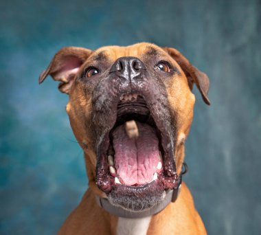 İzole edilmiş bir arka planda şirin bir köpeğin stüdyo çekimi. 