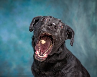 İzole edilmiş bir arka planda şirin bir köpeğin stüdyo çekimi. 