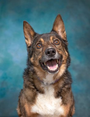 İzole edilmiş bir arka planda şirin bir köpeğin stüdyo çekimi. 