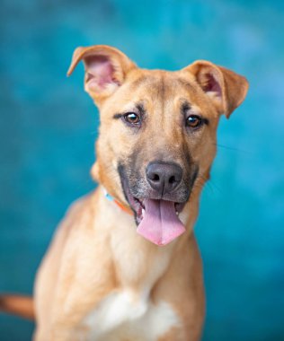 İzole edilmiş bir arka planda şirin bir köpeğin stüdyo çekimi. 