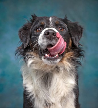 İzole edilmiş bir arka planda şirin bir köpeğin stüdyo çekimi. 