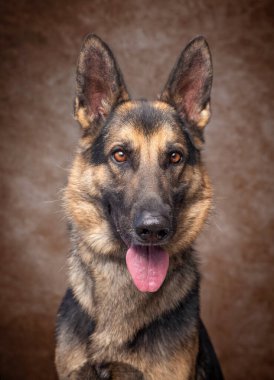 İzole edilmiş bir arka planda şirin bir köpeğin stüdyo çekimi. 