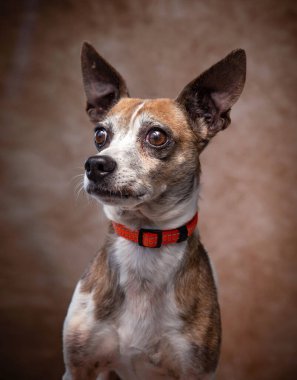 İzole edilmiş bir arka planda şirin bir köpeğin stüdyo çekimi. 