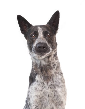 İzole edilmiş bir arka planda şirin bir köpeğin stüdyo çekimi. 
