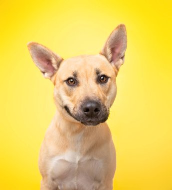 İzole edilmiş bir arka planda sevimli bir köpeğin stüdyo fotoğrafı.