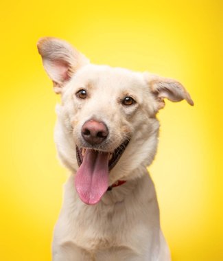 İzole edilmiş bir arka planda sevimli bir köpeğin stüdyo fotoğrafı.