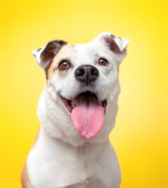 İzole edilmiş bir arka planda sevimli bir köpeğin stüdyo fotoğrafı.