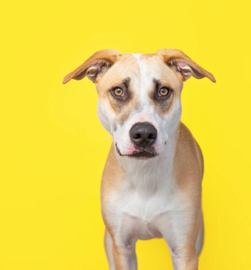 İzole edilmiş bir arka planda sevimli bir köpeğin stüdyo fotoğrafı.