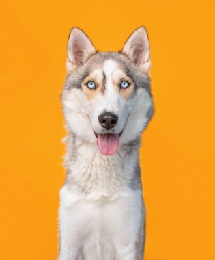 İzole edilmiş bir arka planda sevimli bir köpeğin stüdyo fotoğrafı.