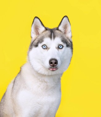 İzole edilmiş bir arka planda sevimli bir köpeğin stüdyo fotoğrafı.