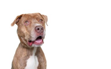 İzole edilmiş bir arka planda şirin bir köpeğin stüdyo çekimi.