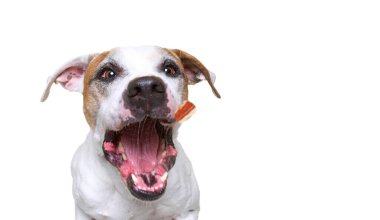 İzole edilmiş bir arka planda şirin bir köpeğin stüdyo çekimi.