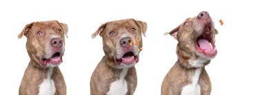 İzole edilmiş bir arka planda şirin bir köpeğin stüdyo çekimi.