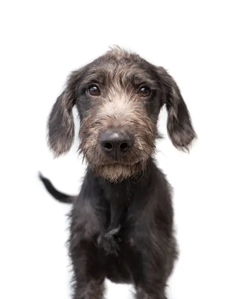 Студійний Знімок Милого Собаки Ізольованому Фоні — стокове фото