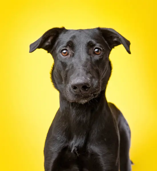 Studio Foto Van Een Schattige Hond Voor Een Geïsoleerde Achtergrond — Stockfoto