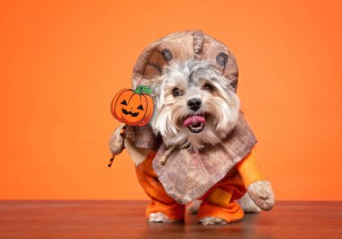 İzole edilmiş bir arka planda sevimli bir köpeğin stüdyo fotoğrafı.