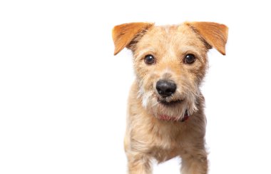 İzole edilmiş bir arka planda şirin bir köpeğin stüdyo çekimi.