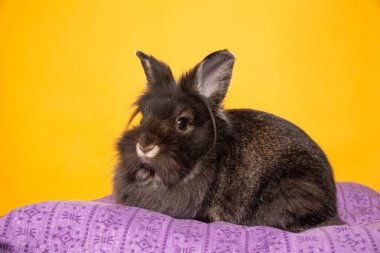 İzole edilmiş bir arka planda şirin bir tavşanın stüdyo çekimi.