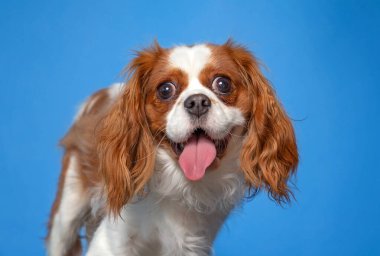 İzole edilmiş bir arka planda şirin bir köpeğin stüdyo çekimi.