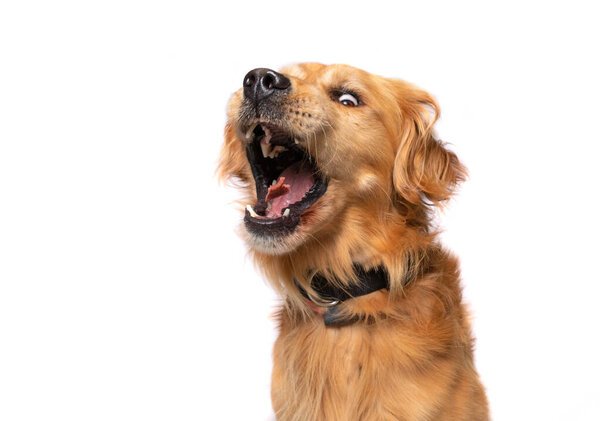 студийный снимок милой собаки на изолированном фоне