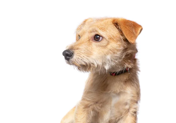Studioaufnahme Eines Niedlichen Hundes Auf Isoliertem Hintergrund Stockbild