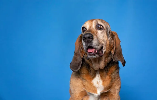 Студійний Знімок Милого Собаки Ізольованому Фоні Ліцензійні Стокові Фото