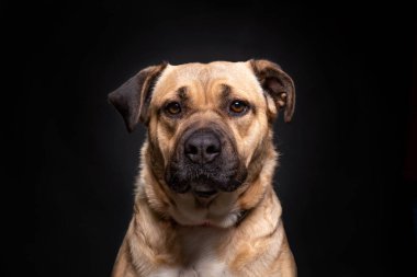 İzole edilmiş bir arka planda şirin bir köpeğin stüdyo çekimi.