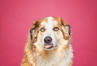 İzole edilmiş bir arka planda şirin bir köpeğin stüdyo çekimi.