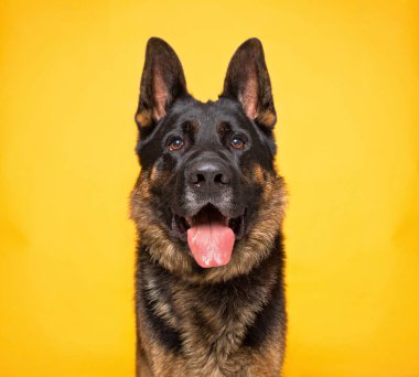 Stüdyoda izole edilmiş bir arka planda çekilmiş şirin bir köpek fotoğrafı.