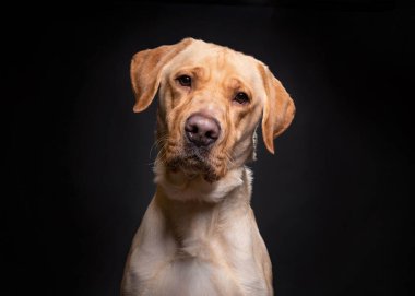 İzole edilmiş bir arka planda şirin bir köpeğin stüdyo çekimi.