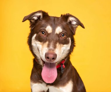 İzole edilmiş bir arka planda şirin bir köpeğin stüdyo çekimi.