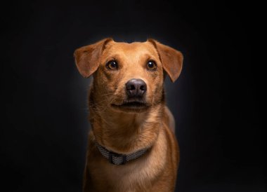 İzole edilmiş bir arka planda şirin bir köpeğin stüdyo çekimi.