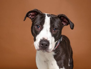 İzole edilmiş bir arka planda şirin bir köpeğin stüdyo çekimi. 