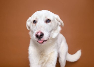 İzole edilmiş bir arka planda şirin bir köpeğin stüdyo çekimi. 