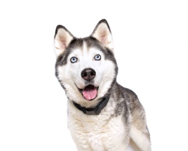 İzole edilmiş bir arka planda şirin bir köpeğin stüdyo çekimi. 