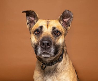 İzole edilmiş bir arka planda şirin bir köpeğin stüdyo çekimi. 