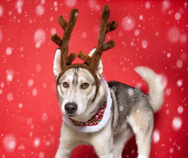 studio shot of a cute dog on an isolated Christmas background 