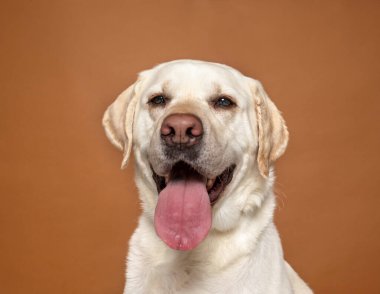 İzole edilmiş bir arka planda şirin bir köpeğin stüdyo çekimi. 