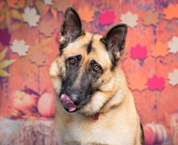 Stüdyoda izole edilmiş bir arka planda çekilmiş şirin bir köpek fotoğrafı.