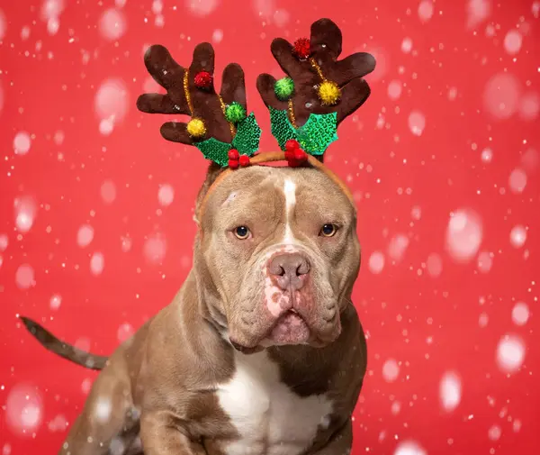 Studio Shot Cute Dog Isolated Christmas Background — Stock Photo, Image