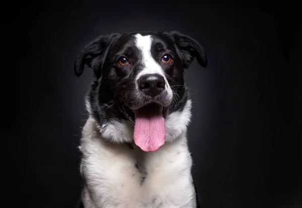 Studioaufnahme Eines Niedlichen Hundes Auf Isoliertem Hintergrund Stockfoto