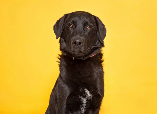 Studioaufnahme Eines Niedlichen Hundes Auf Isoliertem Hintergrund Stockfoto