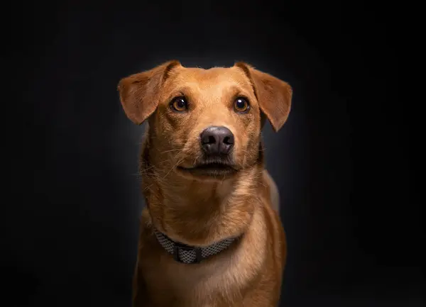 Студійний Знімок Милого Собаки Ізольованому Фоні Ліцензійні Стокові Зображення