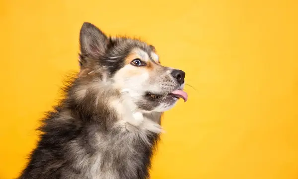 Studioaufnahme Eines Niedlichen Hundes Auf Isoliertem Hintergrund lizenzfreie Stockfotos
