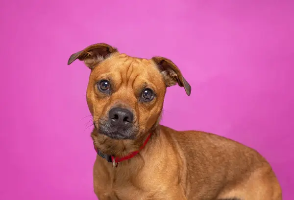 Студійний Знімок Милого Собаки Ізольованому Фоні Ліцензійні Стокові Зображення