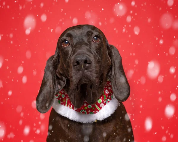 Studioaufnahme Eines Niedlichen Hundes Vor Isoliertem Weihnachtlichen Hintergrund lizenzfreie Stockfotos