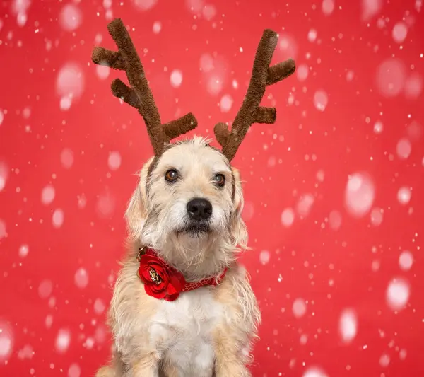 Studio Shot Van Een Schattige Hond Een Geïsoleerde Kerst Achtergrond Stockfoto