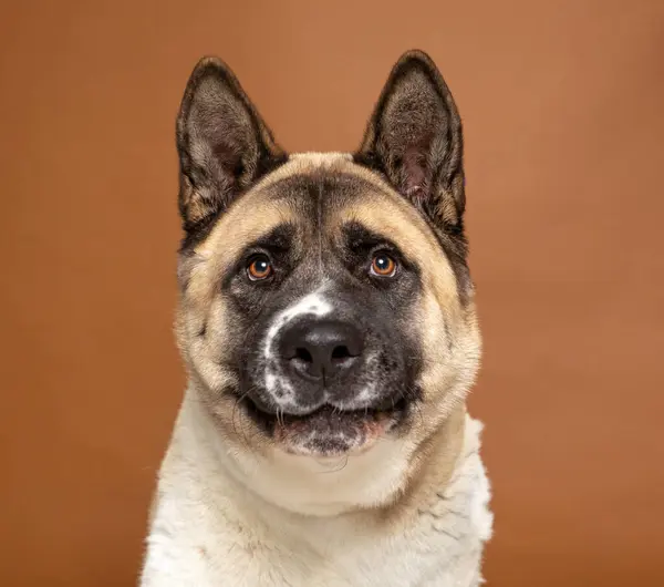 Студійний Знімок Милого Собаки Ізольованому Фоні Стокове Зображення